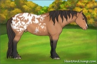 Horse Color:Bay Appaloosa 