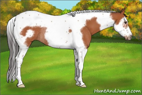 Horse Color:Bay Splash Tobiano Frame Rabicano 