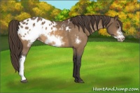 Horse Color:Buckskin Frame Appaloosa 