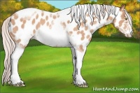 Horse Color:Silver Amber Champagne Sabino Tobiano Frame Appaloosa Rabicano 