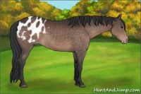 Horse Color:Brown Appaloosa