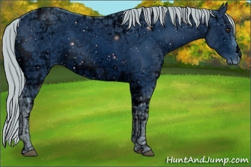 Horse Color:ERROR: UNKNOWN ANOMALY