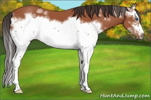 Horse Color:White Spotted Bay Splash Frame 