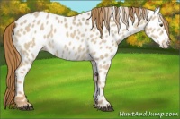 Horse Color:Red Dun Appaloosa 