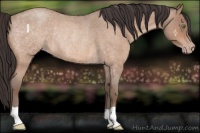 Horse Color:Sable Champagne Roan Rabicano