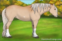 Horse Color:Silver Bay Splash Frame 