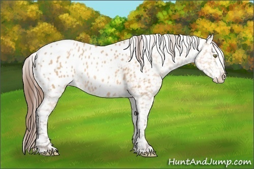 Horse Color:Amber Champagne Appaloosa 