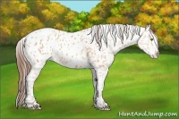 Horse Color:Amber Champagne Appaloosa 