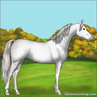 Horse Color:Gray Chestnut Splash Rabicano 