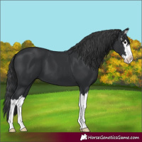 Horse Color:Black Splash