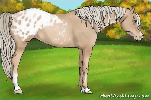 Horse Color:Chocolate Palomino Pearl Sabino Varnish
