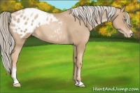 Horse Color:Chocolate Palomino Pearl Sabino Varnish 