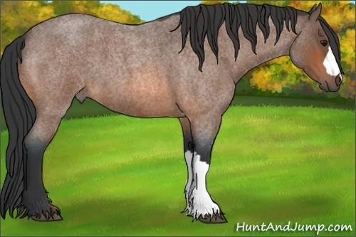 Horse Color:Bay Roan