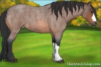 Horse Color:Bay Roan 