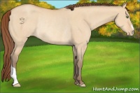 Horse Color:Amber Champagne Dun Appaloosa Rabicano 