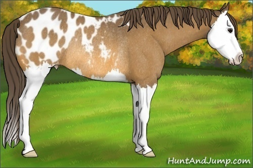 Horse Color:Buckskin Splash Appaloosa Rabicano 
