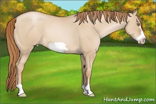Horse Color:Red Dun Pearl Frame 