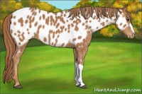 Horse Color:Chestnut Appaloosa
