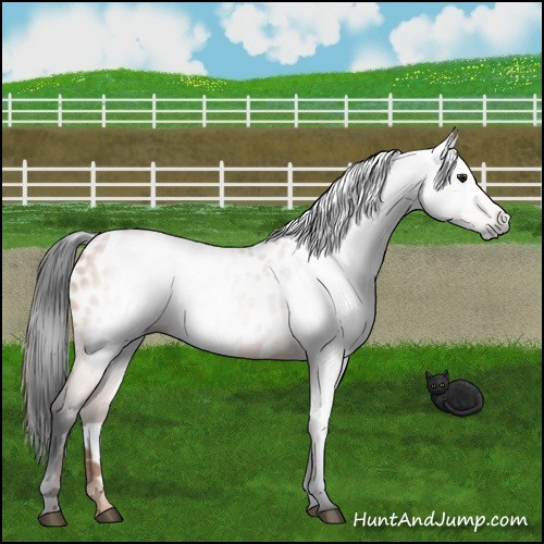 Horse Color:Gray Bay Appaloosa 