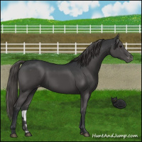 Horse Color:Grullo Appaloosa 