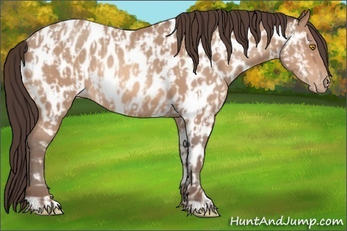 Horse Color:Amber Champagne Appaloosa  and Amber Champagne Appaloosa Rabicano 