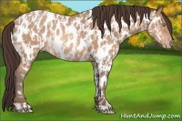 Horse Color:Amber Champagne Appaloosa  and Amber Champagne Appaloosa Rabicano 