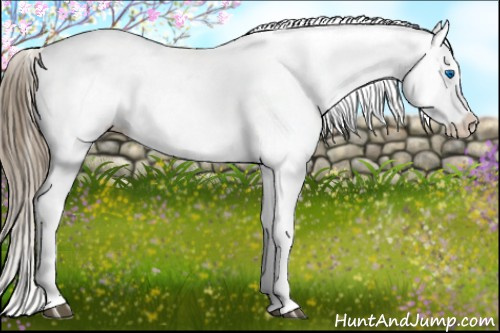 Horse Color:Liver Chestnut Splash Appaloosa 