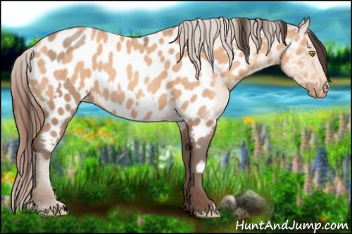 Horse Color:Amber Champagne Appaloosa  and Amber Champagne Appaloosa 