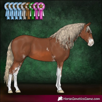 Horse Color:Chestnut Sabino 