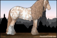 Horse Color:Gold Champagne Appaloosa  and Gold Champagne Appaloosa 