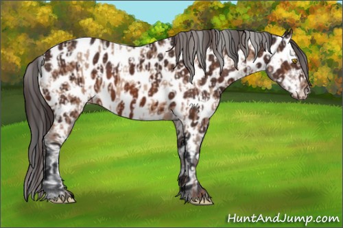 Horse Color:Amber Champagne Appaloosa  and Bay Appaloosa 