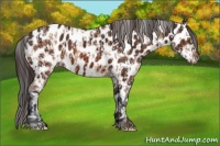 Horse Color:Amber Champagne Appaloosa and Bay Appaloosa