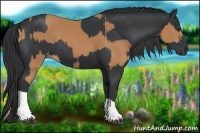 Horse Color:Chestnut and Black