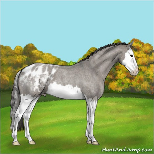 Horse Color:Grullo Roan Splash Blanket