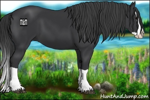 Horse Color:Black Splash