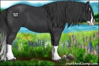 Horse Color:Black Splash
