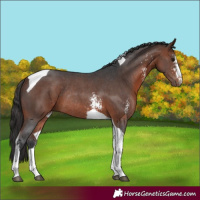 Horse Color:Bay Sabino Tobiano Rabicano 