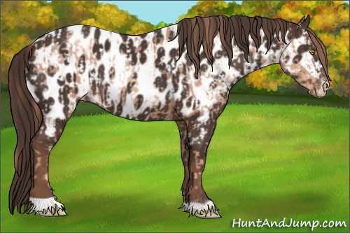 Horse Color:Gold Champagne Appaloosa and Liver Chestnut Appaloosa