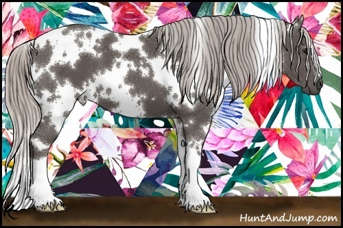 Horse Color:White Spotted Silver Black 