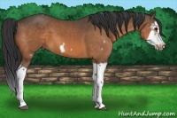 Horse Color:White Spotted Buckskin Splash Frame 