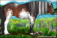 Horse Color:White Spotted Bay 