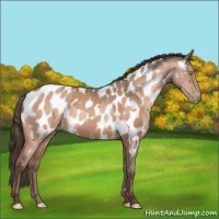 Horse Color:Amber Champagne Near Leopard  and Sable Champagne Near Leopard 