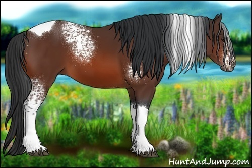 Horse Color:White Spotted Bay Tobiano 