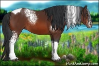 Horse Color:White Spotted Bay Tobiano 