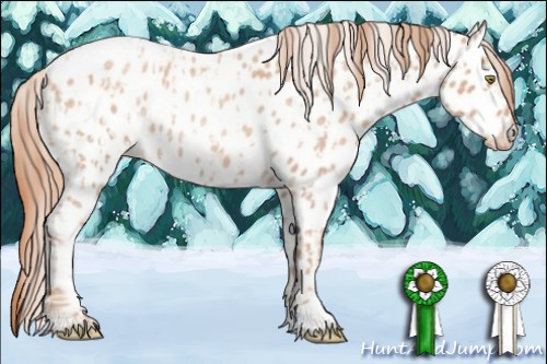 Horse Color:Gold Champagne Roan Appaloosa  and Gold Champagne Roan Appaloosa 