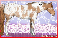 Horse Color:White Spotted Chestnut Varnish Rabicano 