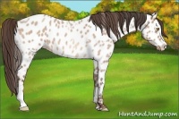 Horse Color:Amber Champagne Roan Appaloosa  and Amber Champagne Roan Appaloosa 