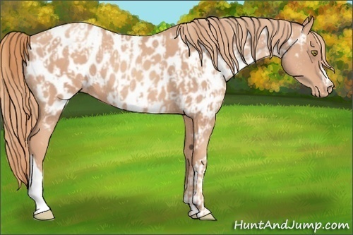 Horse Color:Gold Champagne Appaloosa  and Gold Champagne Appaloosa 