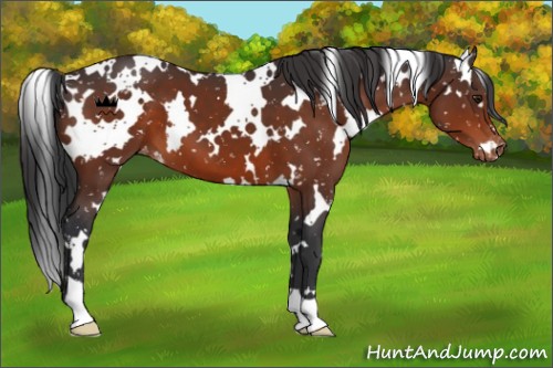 Horse Color:White Spotted Brown Snowflake Varnish 