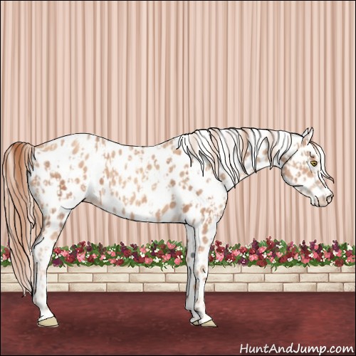 Horse Color:Gold Champagne Appaloosa  and Gold Champagne Appaloosa 